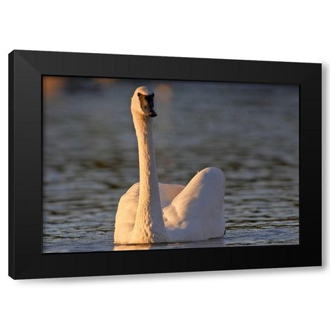 Trumpeter Swan-Arkansas II Black Modern Wood Framed Art Print with Double Matting by Fitzharris, Tim