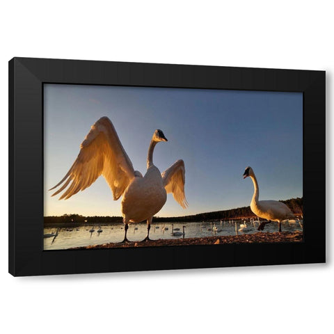 Trumpeter Swan-Arkansas III Black Modern Wood Framed Art Print with Double Matting by Fitzharris, Tim