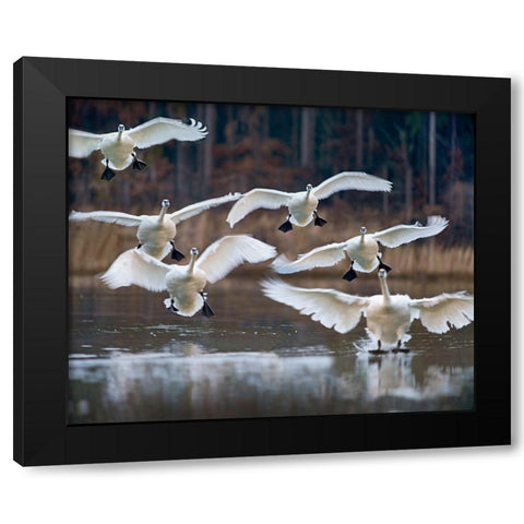 Trumpeter Swans Landing on Magness Lake-Arkansas I Black Modern Wood Framed Art Print by Fitzharris, Tim