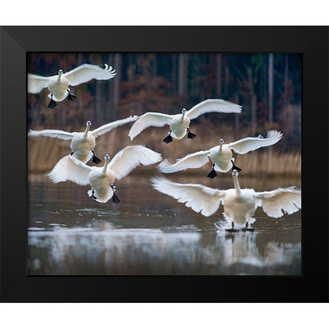 Trumpeter Swans Landing on Magness Lake-Arkansas I Black Modern Wood Framed Art Print by Fitzharris, Tim