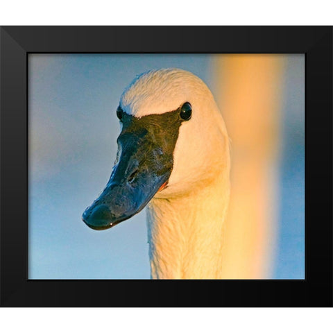 Trumpeter Swan-Magness Lake-Arkansas I Black Modern Wood Framed Art Print by Fitzharris, Tim