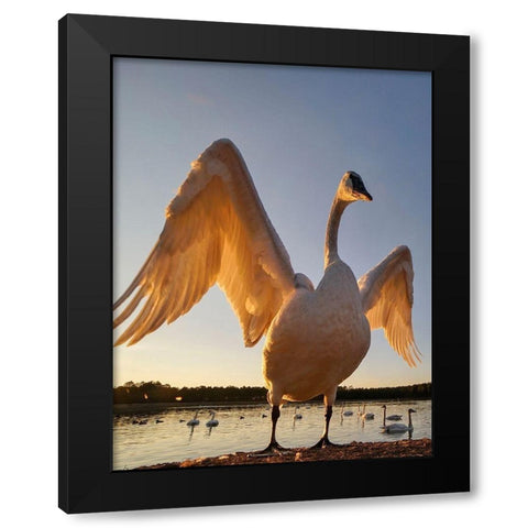 Trumpeter Swan-Magness Lake-Arkansas II Black Modern Wood Framed Art Print by Fitzharris, Tim