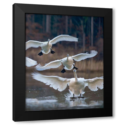 Trumpeter Swans Landing on Magness Lake-Arkansas II Black Modern Wood Framed Art Print by Fitzharris, Tim