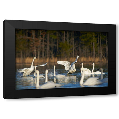 Trumpeter Swans Social Behaviour-Magness Lake-Arkansas Black Modern Wood Framed Art Print with Double Matting by Fitzharris, Tim