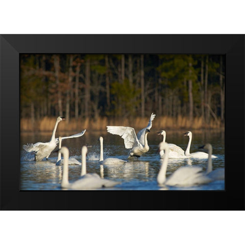 Trumpeter Swans Social Behaviour-Magness Lake-Arkansas Black Modern Wood Framed Art Print by Fitzharris, Tim