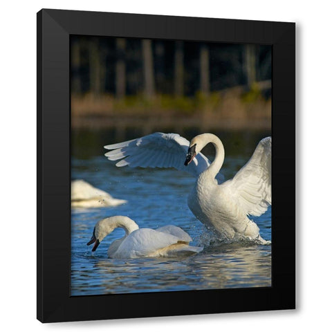 Trumpeter Swans Pair-Arkansas Black Modern Wood Framed Art Print with Double Matting by Fitzharris, Tim