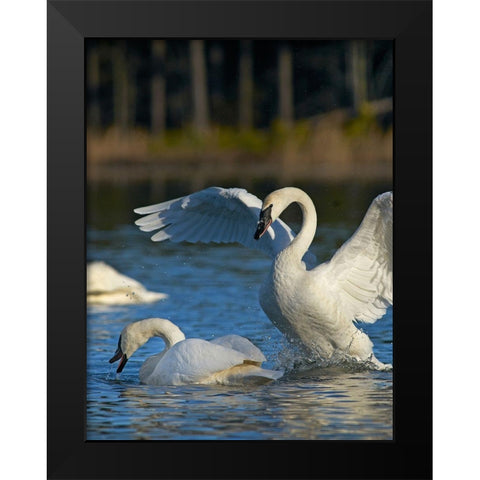 Trumpeter Swans Pair-Arkansas Black Modern Wood Framed Art Print by Fitzharris, Tim