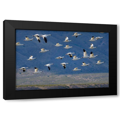 Snow Geese-Bosque del Apache National Wildlife Refuge-New Mexico II Black Modern Wood Framed Art Print with Double Matting by Fitzharris, Tim