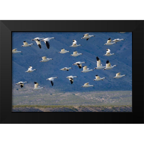 Snow Geese-Bosque del Apache National Wildlife Refuge-New Mexico II Black Modern Wood Framed Art Print by Fitzharris, Tim