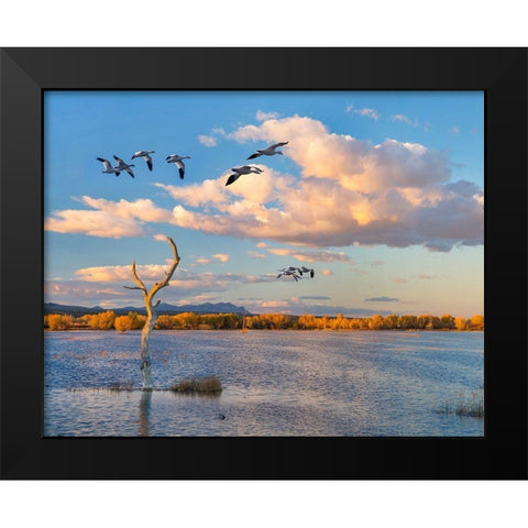 Snow Geese-Bosque del Apache National Wildlife Refuge-New Mexico II Black Modern Wood Framed Art Print by Fitzharris, Tim