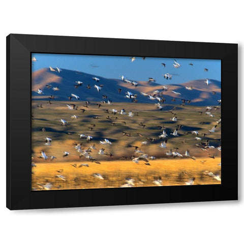 Snow Geese and Sandhill Cranes-Bosque del Apache National Wildlife Refuge-New Mexico Black Modern Wood Framed Art Print by Fitzharris, Tim