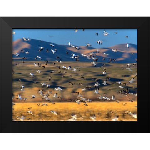 Snow Geese and Sandhill Cranes-Bosque del Apache National Wildlife Refuge-New Mexico Black Modern Wood Framed Art Print by Fitzharris, Tim