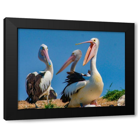 Australian Pelican Colony-Penguin Island-Australia III Black Modern Wood Framed Art Print with Double Matting by Fitzharris, Tim