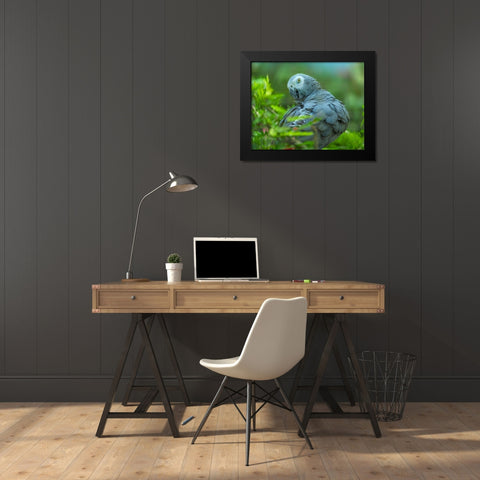 African Gray Parrot Portrait I Black Modern Wood Framed Art Print by Fitzharris, Tim