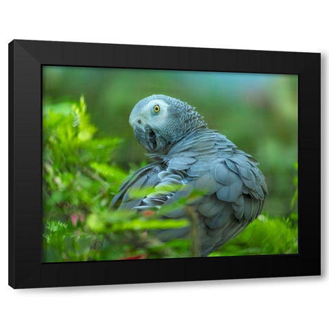 African Gray Parrot Portrait I Black Modern Wood Framed Art Print by Fitzharris, Tim