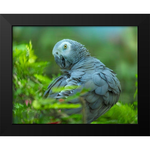 African Gray Parrot Portrait I Black Modern Wood Framed Art Print by Fitzharris, Tim