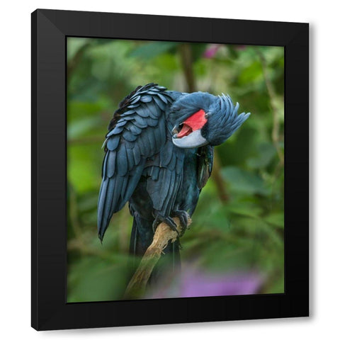 Black Palm Cockatoo-Indonesia Black Modern Wood Framed Art Print with Double Matting by Fitzharris, Tim