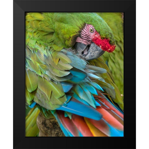 Blue Macaw Preening I Black Modern Wood Framed Art Print by Fitzharris, Tim