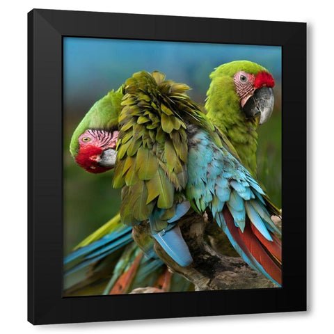 Blue Macaw Preening II Black Modern Wood Framed Art Print with Double Matting by Fitzharris, Tim