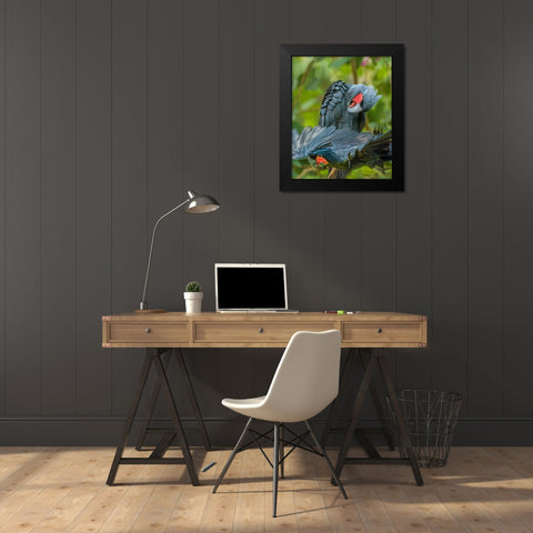 Giant Palm Cockatoos-Indonesia Black Modern Wood Framed Art Print by Fitzharris, Tim