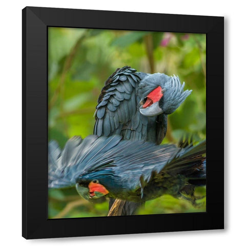 Giant Palm Cockatoos-Indonesia Black Modern Wood Framed Art Print with Double Matting by Fitzharris, Tim