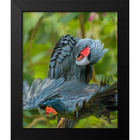 Giant Palm Cockatoos-Indonesia Black Modern Wood Framed Art Print by Fitzharris, Tim