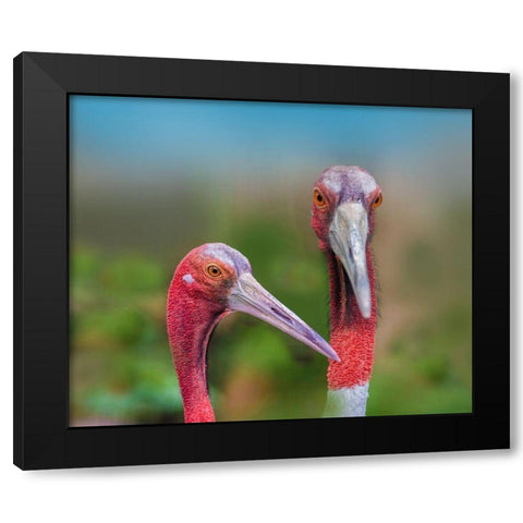 Indian Cranes Black Modern Wood Framed Art Print with Double Matting by Fitzharris, Tim
