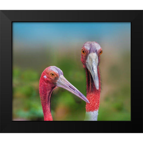 Indian Cranes Black Modern Wood Framed Art Print by Fitzharris, Tim