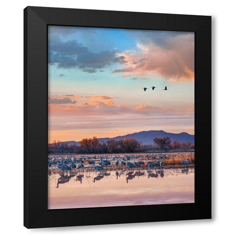 Sandhill Cranes-Bosque del Apache National Wildlife Refuge-New Mexico II Black Modern Wood Framed Art Print with Double Matting by Fitzharris, Tim