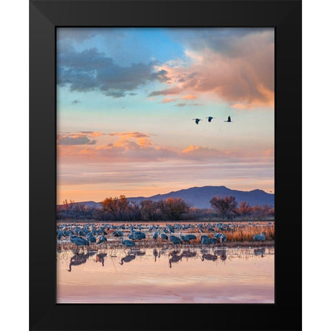 Sandhill Cranes-Bosque del Apache National Wildlife Refuge-New Mexico II Black Modern Wood Framed Art Print by Fitzharris, Tim