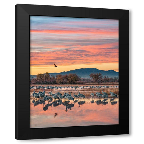 Sandhill Cranes-Bosque del Apache National Wildlife Refuge-New Mexico III Black Modern Wood Framed Art Print with Double Matting by Fitzharris, Tim