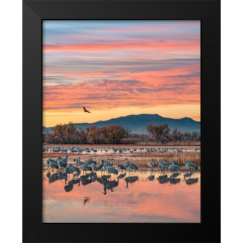 Sandhill Cranes-Bosque del Apache National Wildlife Refuge-New Mexico III Black Modern Wood Framed Art Print by Fitzharris, Tim