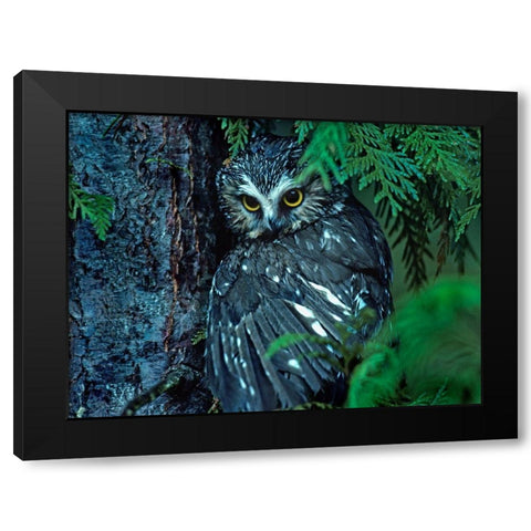 Northern Saw-whet Owl Mantling Prey British Columbia Black Modern Wood Framed Art Print with Double Matting by Fitzharris, Tim