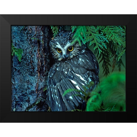 Northern Saw-whet Owl Mantling Prey British Columbia Black Modern Wood Framed Art Print by Fitzharris, Tim