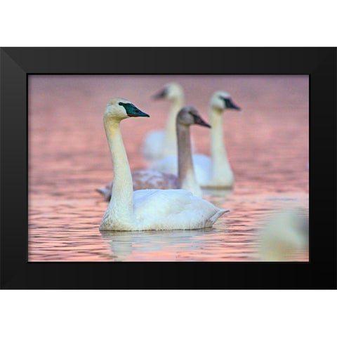 Trumpeter Swans at Twilight-Arkansas I Black Modern Wood Framed Art Print by Fitzharris, Tim