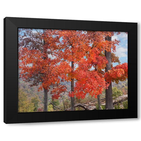 Red Maples-Ponca Wilderness-Arkansas Black Modern Wood Framed Art Print by Fitzharris, Tim