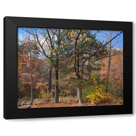 Ozark St Francis National Forest-Arkansas Black Modern Wood Framed Art Print with Double Matting by Fitzharris, Tim