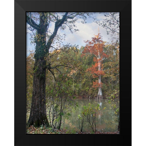 White River-White River National Wildlife Refuge-Arkansas Black Modern Wood Framed Art Print by Fitzharris, Tim