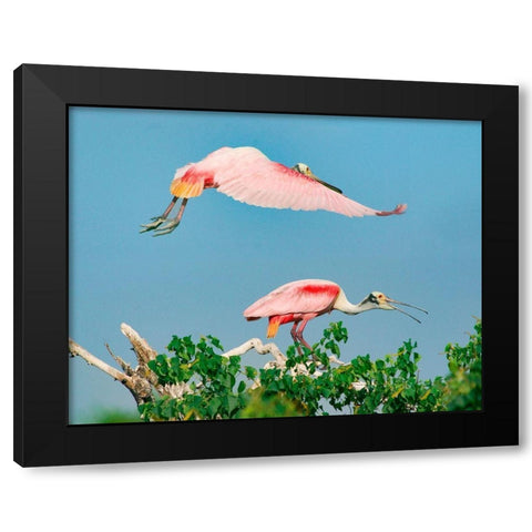 Roseate Spoonbills on nest-High Island-Texas USA Black Modern Wood Framed Art Print with Double Matting by Fitzharris, Tim