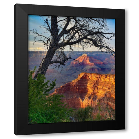 Sagittarius Ridge from Pima Point-Grand Canyon National Park-Arizona Black Modern Wood Framed Art Print by Fitzharris, Tim