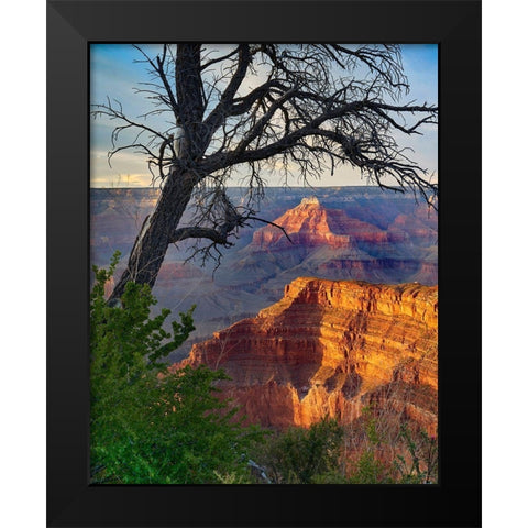 Sagittarius Ridge from Pima Point-Grand Canyon National Park-Arizona Black Modern Wood Framed Art Print by Fitzharris, Tim