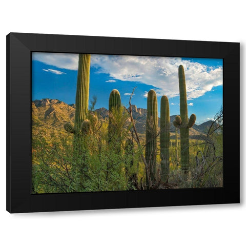 Saguaro Cacti and Santa Catalina Mountains at Catalina State Park-Arizona Black Modern Wood Framed Art Print by Fitzharris, Tim