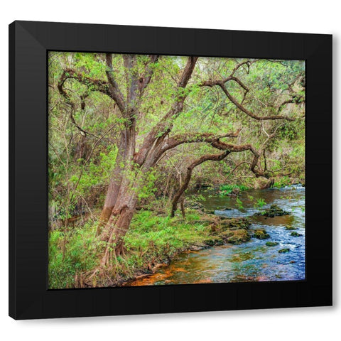 Harrison River State Park-Florida Black Modern Wood Framed Art Print with Double Matting by Fitzharris, Tim