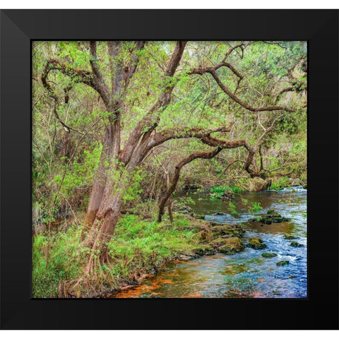 Harrison River State Park-Florida Black Modern Wood Framed Art Print by Fitzharris, Tim