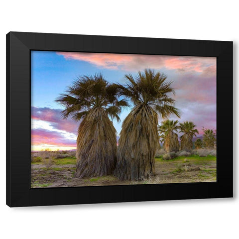 Fan Palms-Anza Borrego Desert-California Black Modern Wood Framed Art Print by Fitzharris, Tim