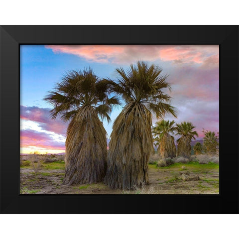 Fan Palms-Anza Borrego Desert-California Black Modern Wood Framed Art Print by Fitzharris, Tim