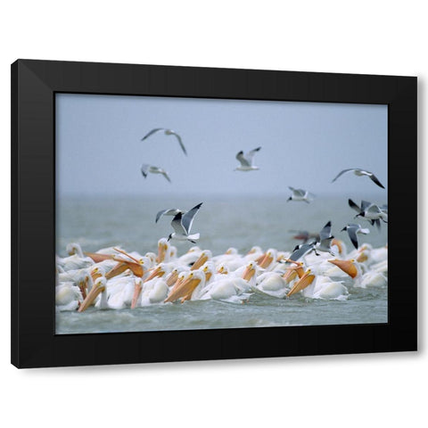 White Pelicans and Laughing Gulls-Galveston-Texas Black Modern Wood Framed Art Print with Double Matting by Fitzharris, Tim