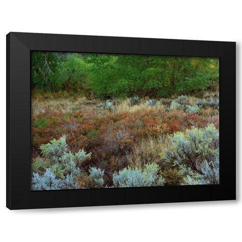 Challis National Forest Idaho Black Modern Wood Framed Art Print with Double Matting by Fitzharris, Tim