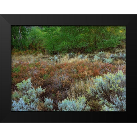 Challis National Forest Idaho Black Modern Wood Framed Art Print by Fitzharris, Tim