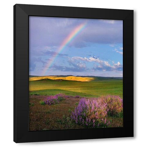 Giant lupines-Carrizo Plains National Monument-California Black Modern Wood Framed Art Print by Fitzharris, Tim